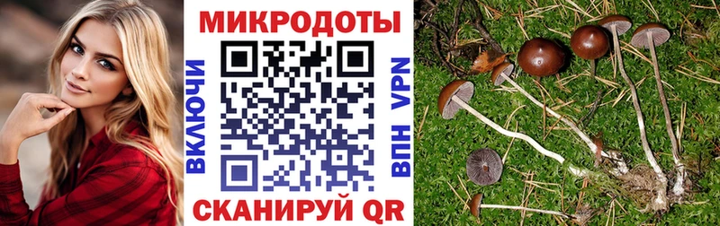Псилоцибиновые грибы Cubensis где купить Томари